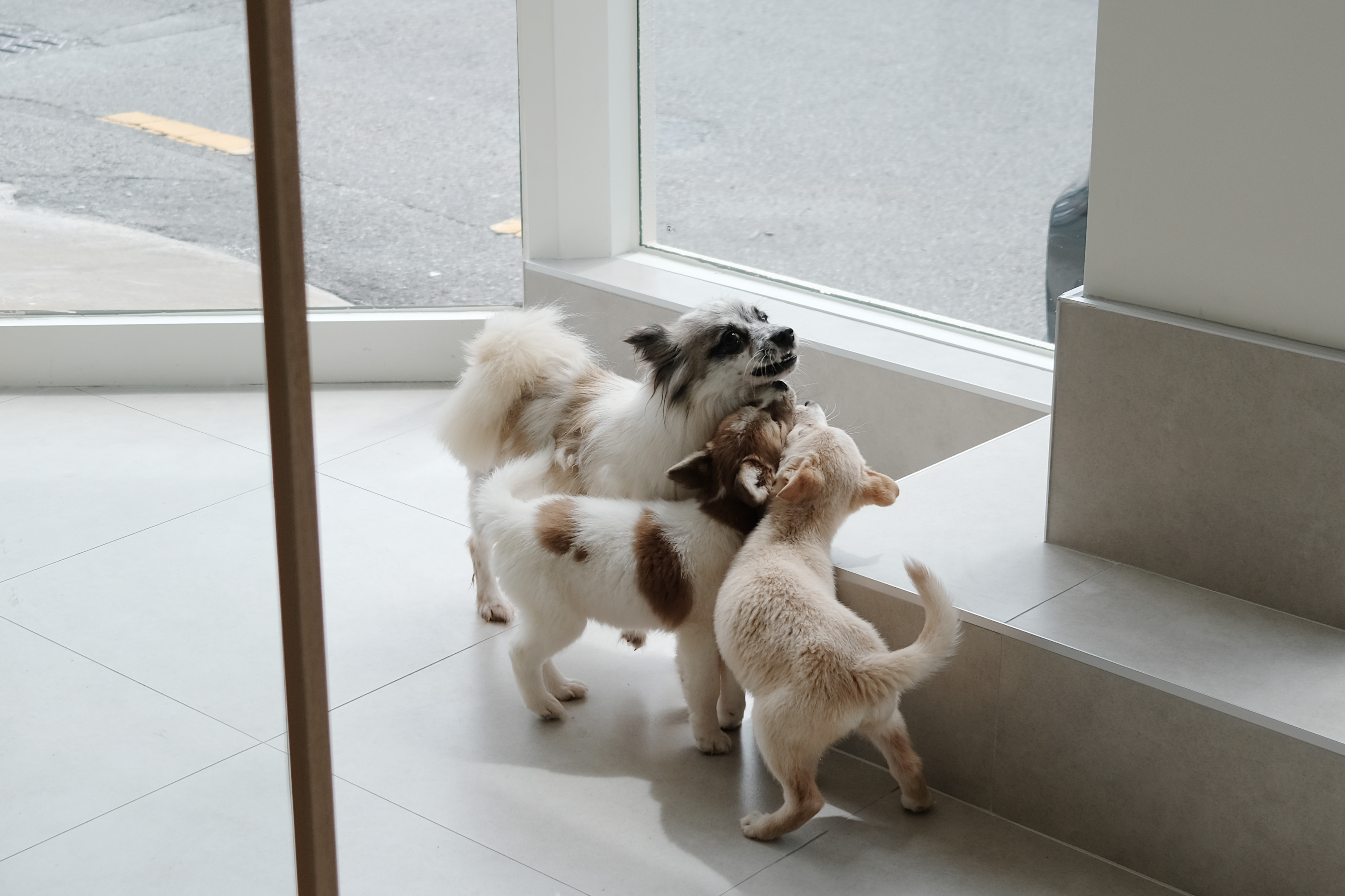 광주 동구 충장로 유기견 보호소 1층 라운지