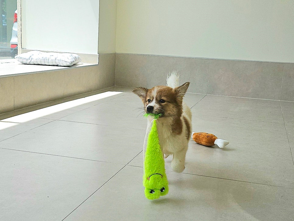 광주 동구 유기견 보호소 피스멍멍