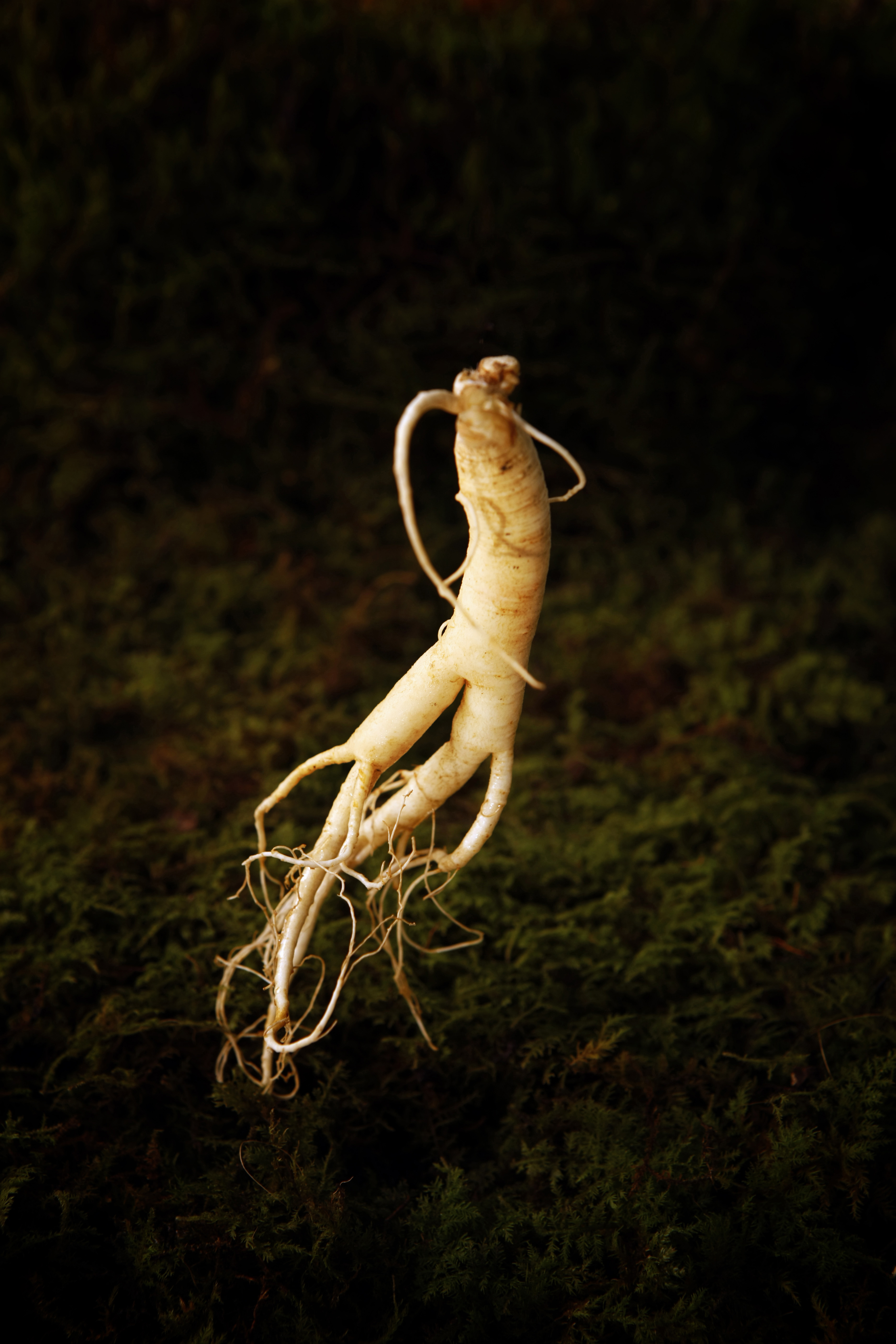 홍삼, 홍삼 효능, 홍삼 추천, 안성 홍삼