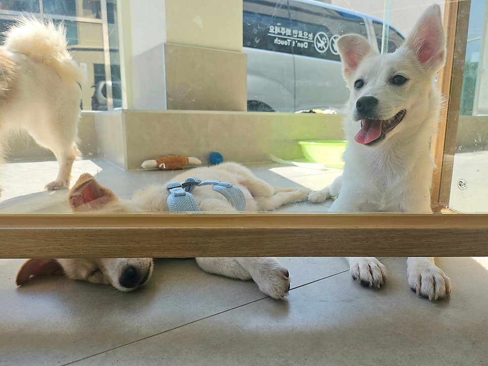 광주 유기견 센터 피스멍멍