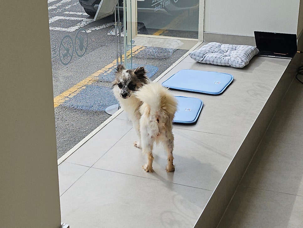 광주 충장로 유기견 보호소 피스멍멍 내부