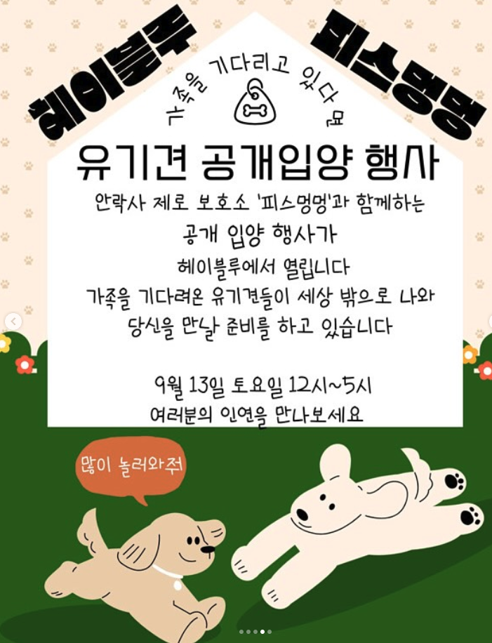 헤이블루 유기견 입양 행사