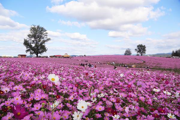 안성팜랜드, 가을 국내 여행