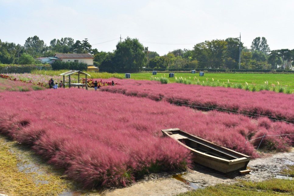 평택 바람새마을 핑크뮬리