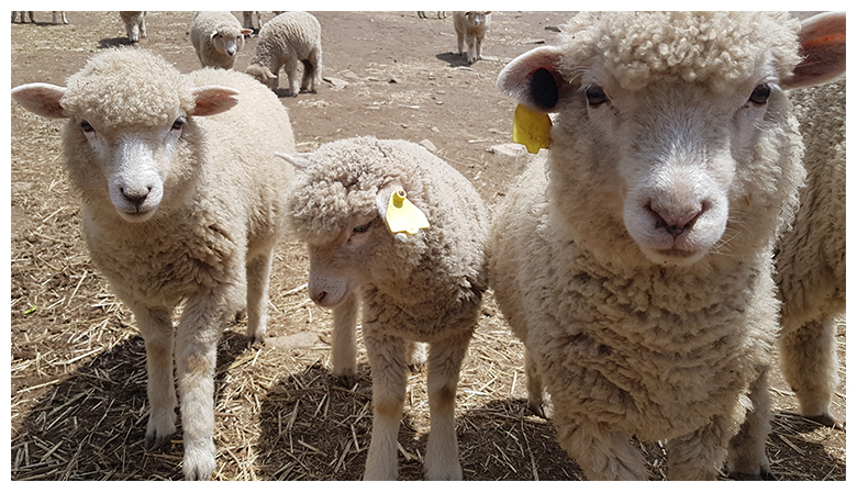 양_무등산 양떼목장 홈페이지