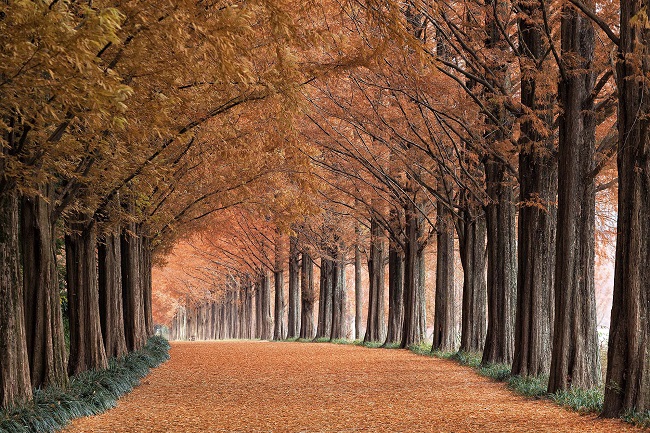 담양 메타세쿼이아길